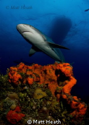 Caribbean Reef Shark by Matt Heath 
